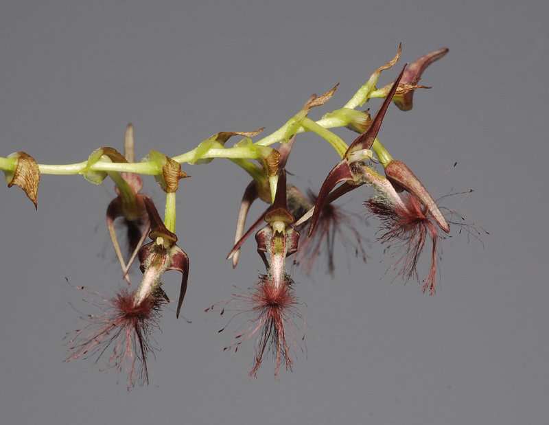 Bulbophyllum barbigerum. Close-up.