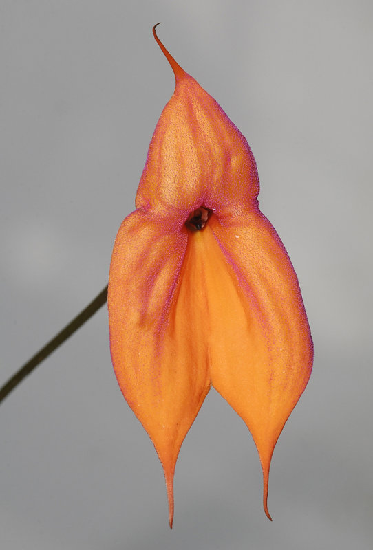 Masdevallia veitchiana. Close-up.