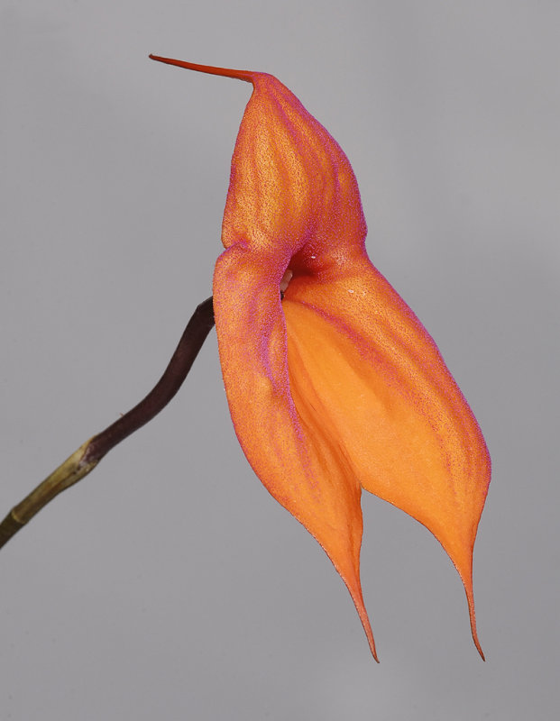 Masdevallia veitchiana. Close-up side.