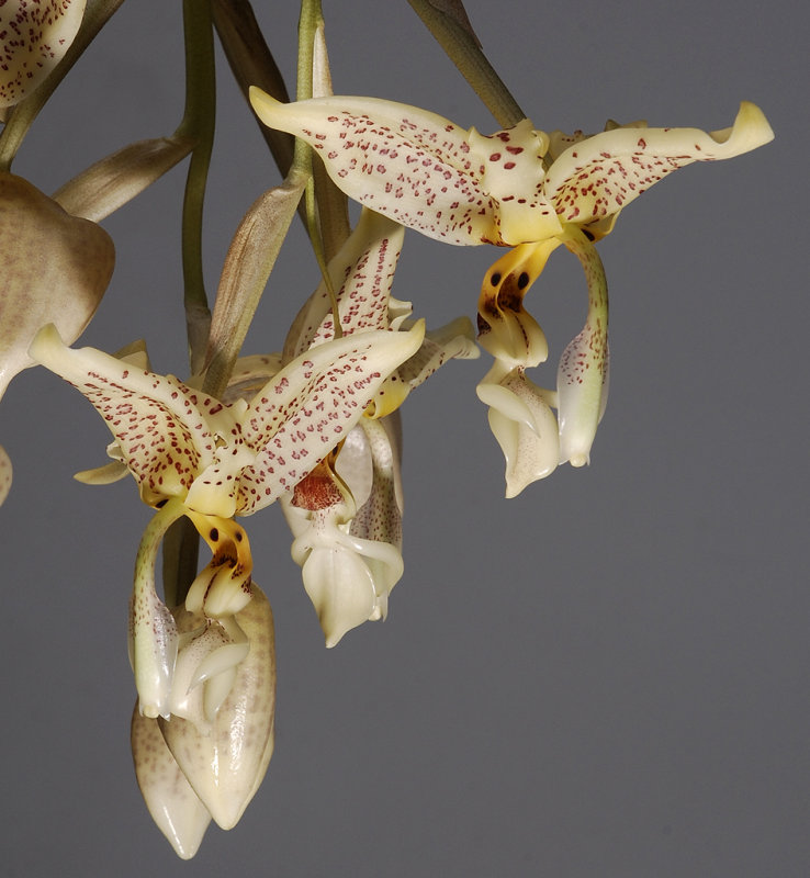 Stanhopea oculata.