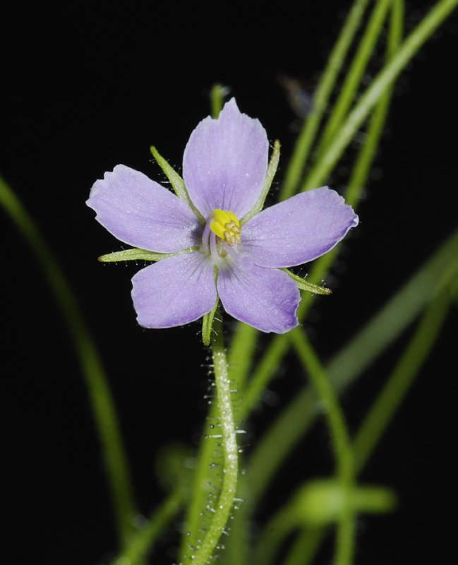 Byblis liniflora. Close-up.