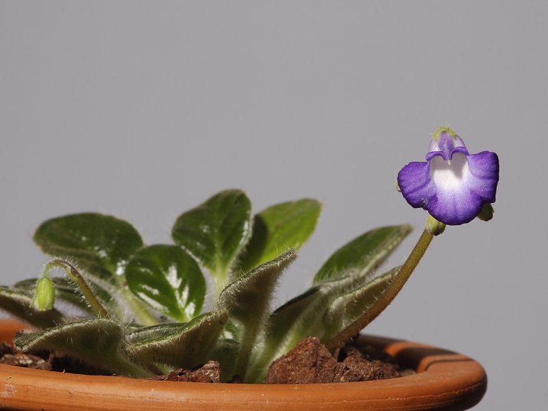 Petrocosmea minor