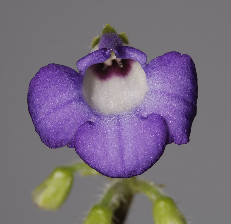 Petrocosmea minor. Close-up front.