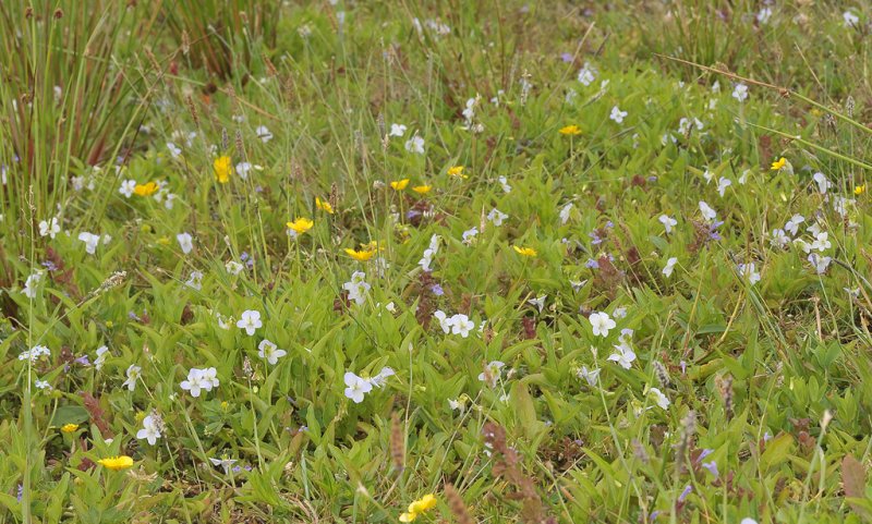 Viola persicifolia var. persicifolia. Field.