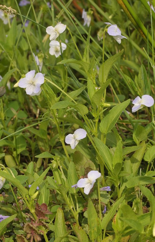 Viola persicifolia var. persicifolia. Large stem.