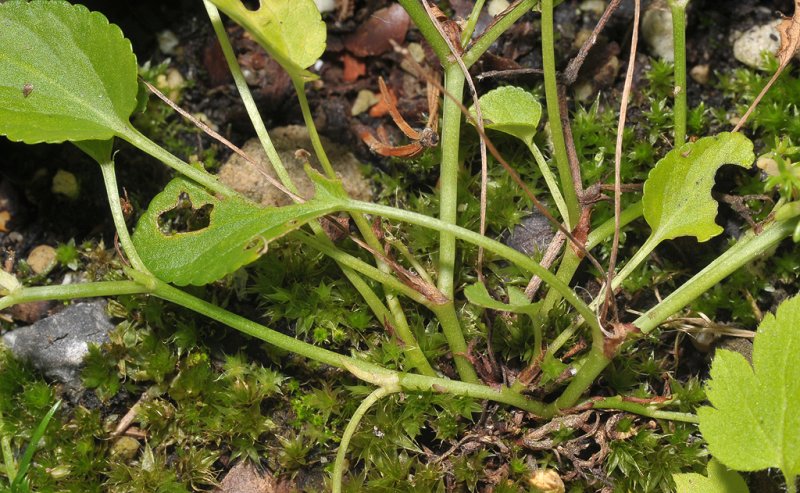 Viola canina. Plant base.