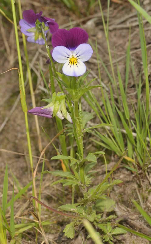 Viola tricolor. (Common colour)