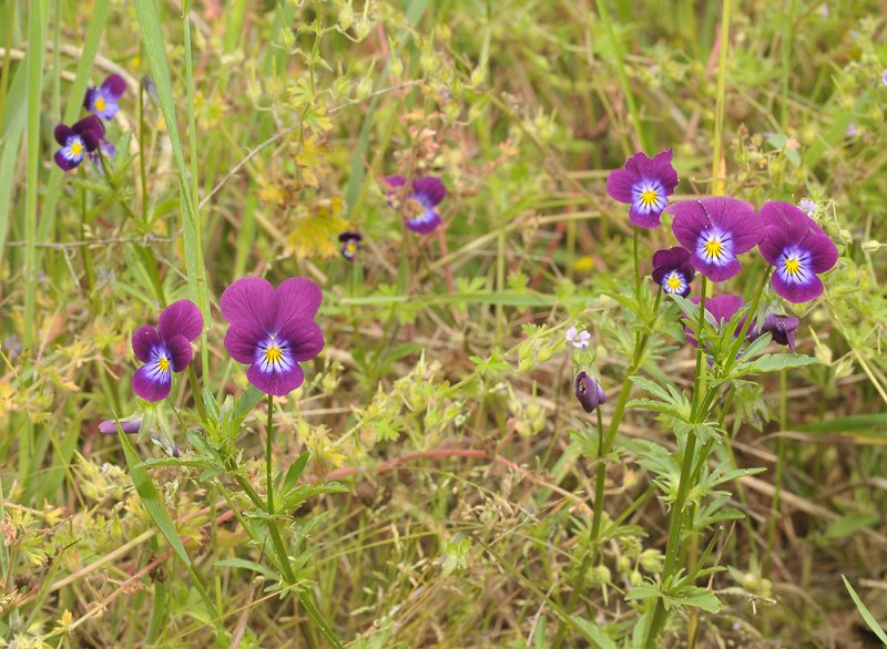 Viola tricolor.