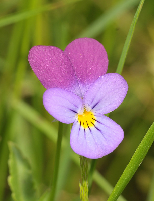 Viola tricolor. Close-up
