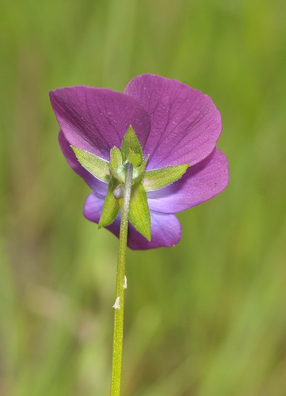 Viola tricolor. Close-up. Showing sepals.