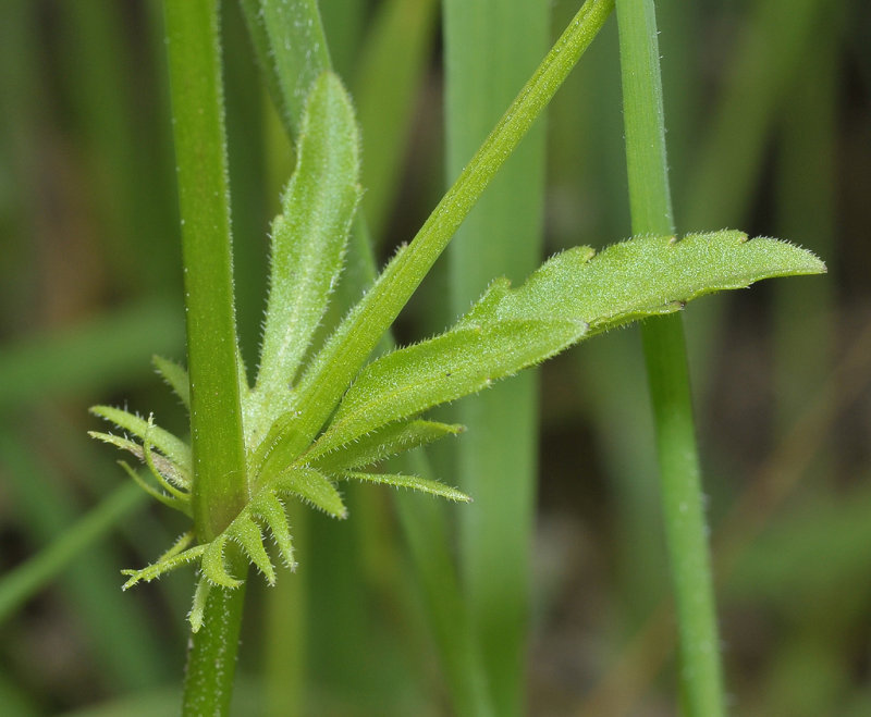 Viola x contempta. Detail.