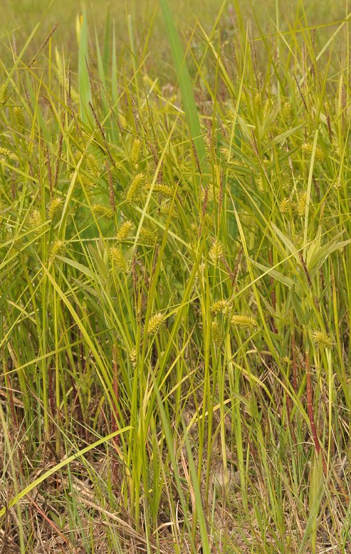 Carex vesicaria.