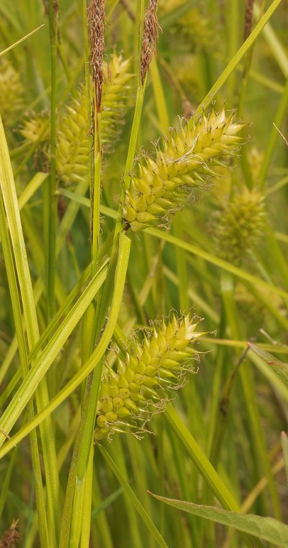 Carex vesicaria. Close-up.
