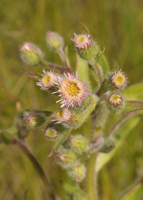 Erigeron acer. Close-up.