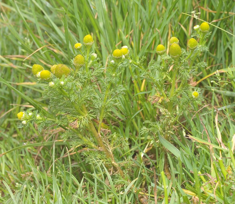 Matricaria discoidea.