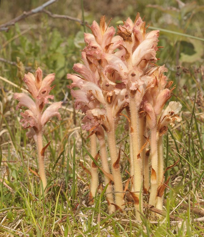 Orobanche caryophyllacea.