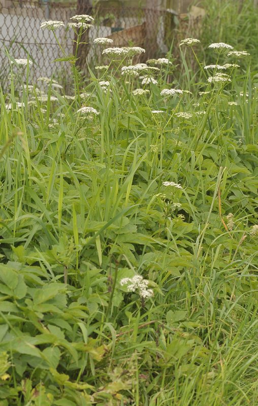 Aegopodium podagraria.