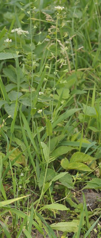 Capsella bursa-pastoris.