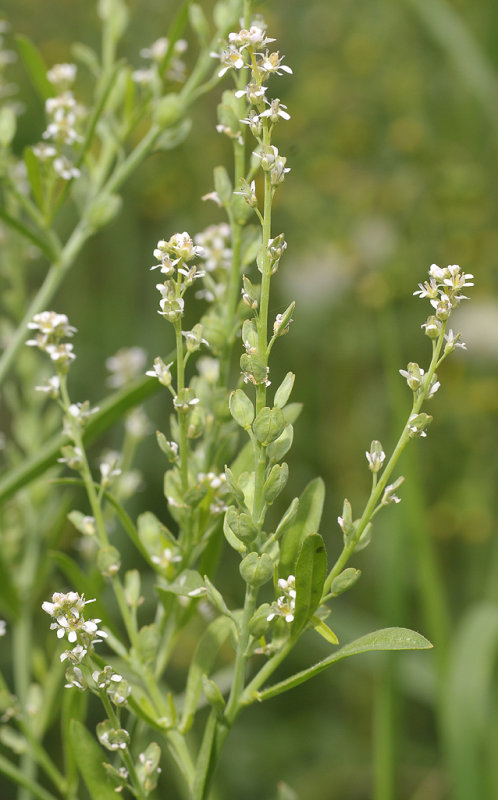 Lepidium densiflorum. Closer.