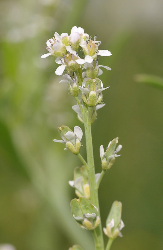 Lepidium densiflorum. Close-up.