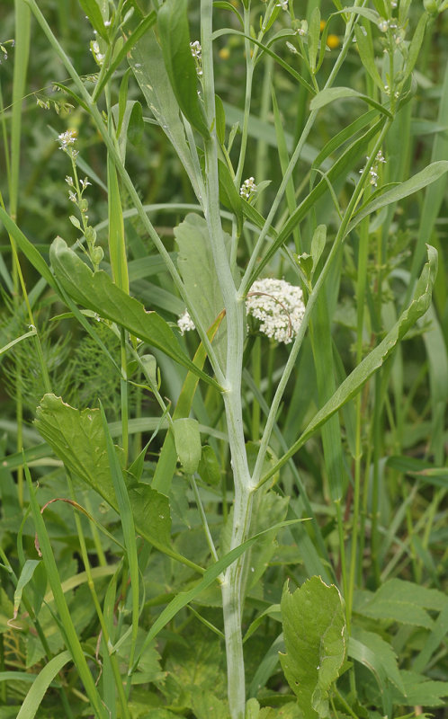 Lepidium densiflorum. Stem.