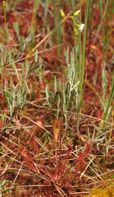 Drosera anglica.