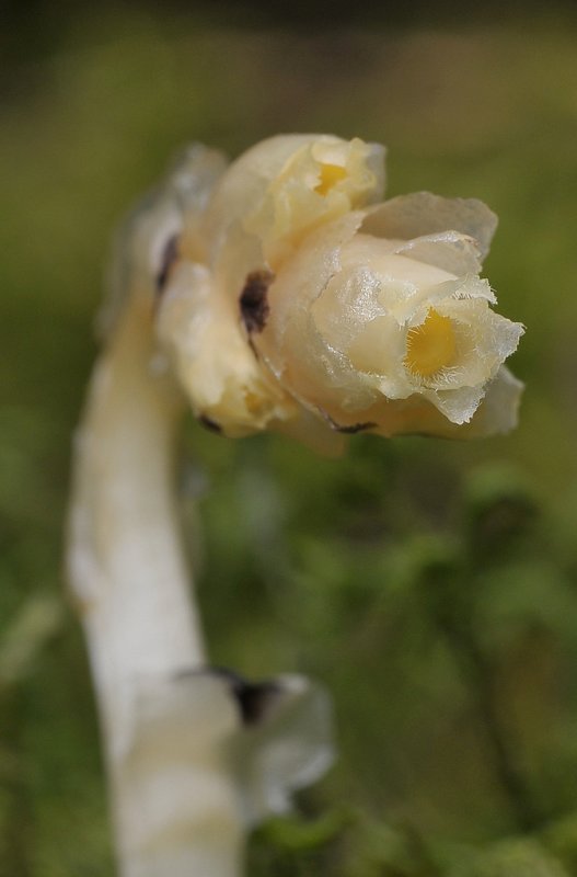 Monotropa hypopitys. Close-up.