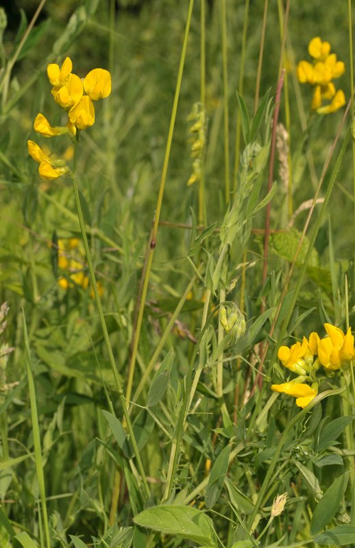 Lathyrus pratensis.