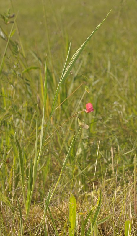 Lathyrus nissolia.