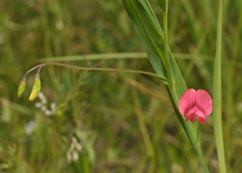 Lathyrus nissolia. Closer.
