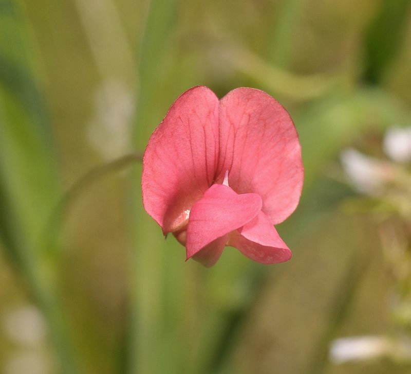 Lathyrus nissolia. Close-up.