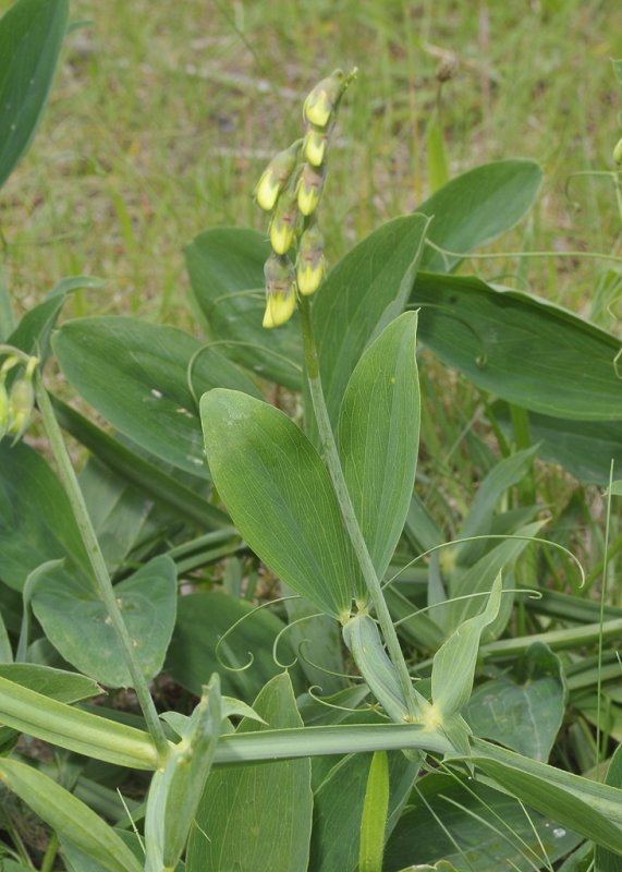 Lathyrus latifolius. Foliage detail.