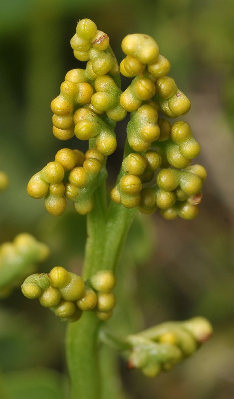 Botrychium lunaria. Close-up.