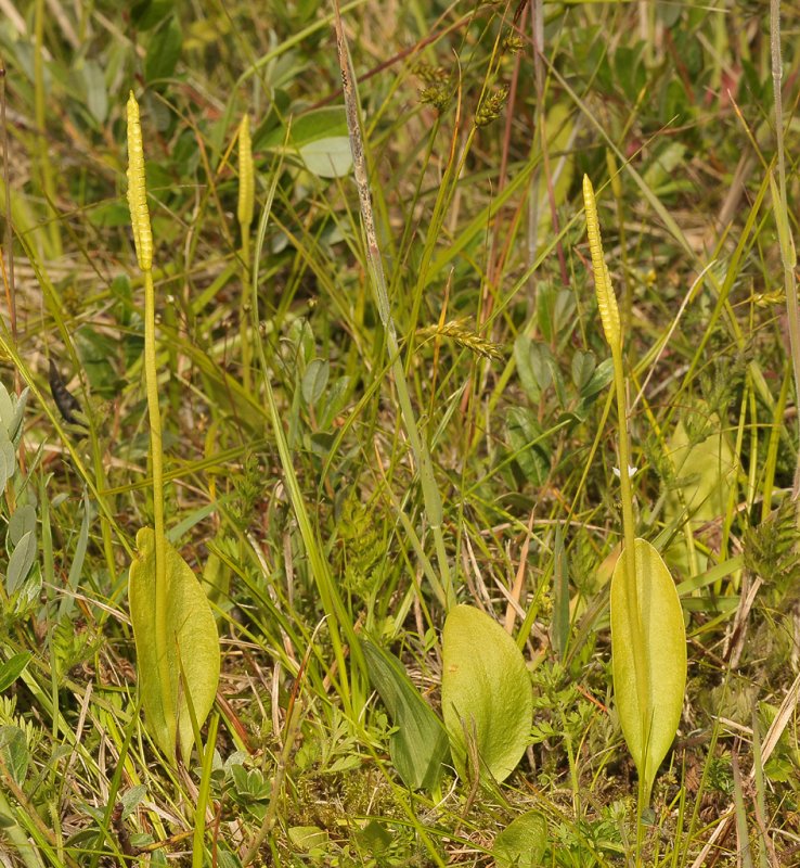 Ophioglossum vulgatum.