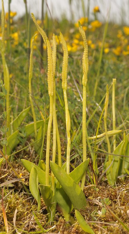Ophioglossum vulgatum.