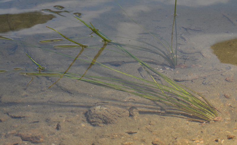 Isoetes lacustris.