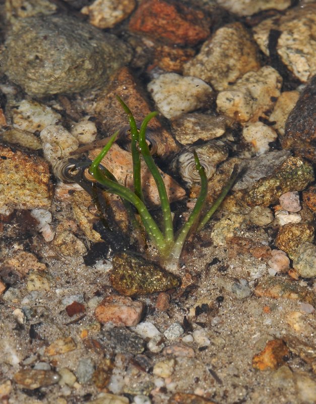 Isoetes echinospora.