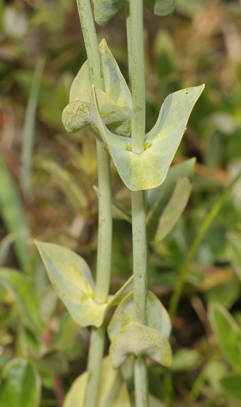 Blackstonia perfoliata subsp. perfoliata. Foliage detail.