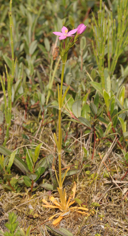 Centaurium littorale.