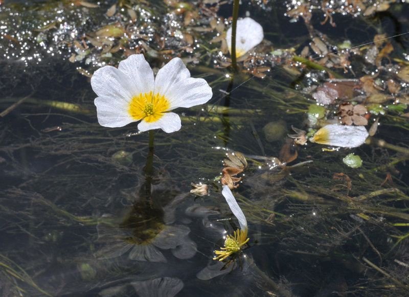 Ranunculus peltatus var. heterophyllus. Closer.
