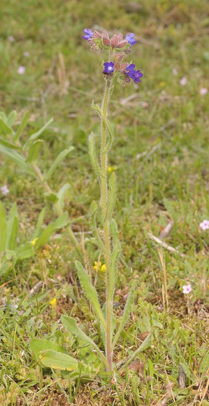 Anchusa officinalis.