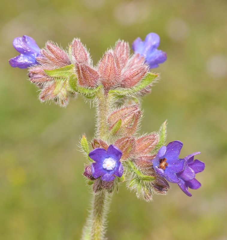 Anchusa officinalis. Close-up.