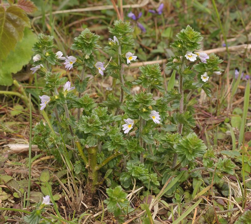Euphrasia tetraquetra.