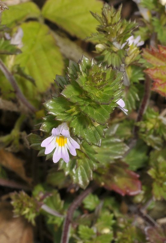 Euphrasia tetraquetra. Closer.