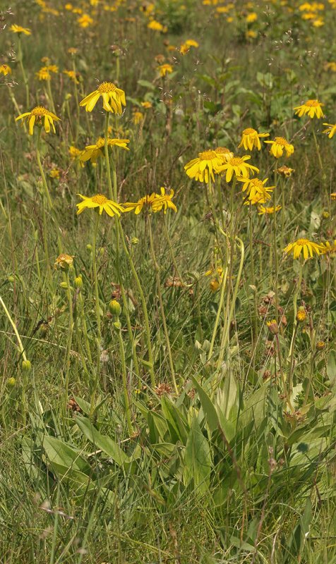 Arnica montana.