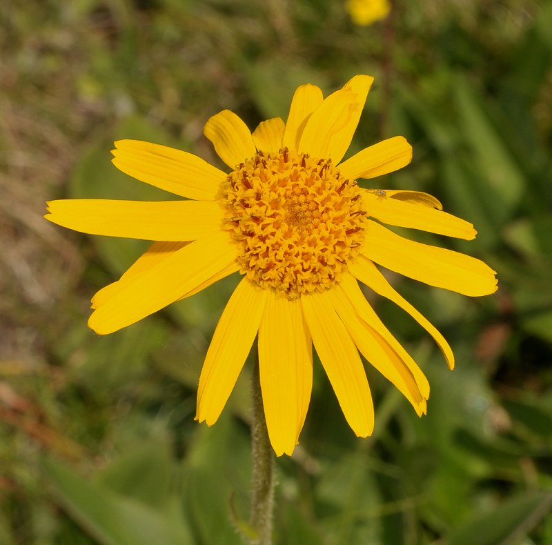 Arnica montana. Close-up.