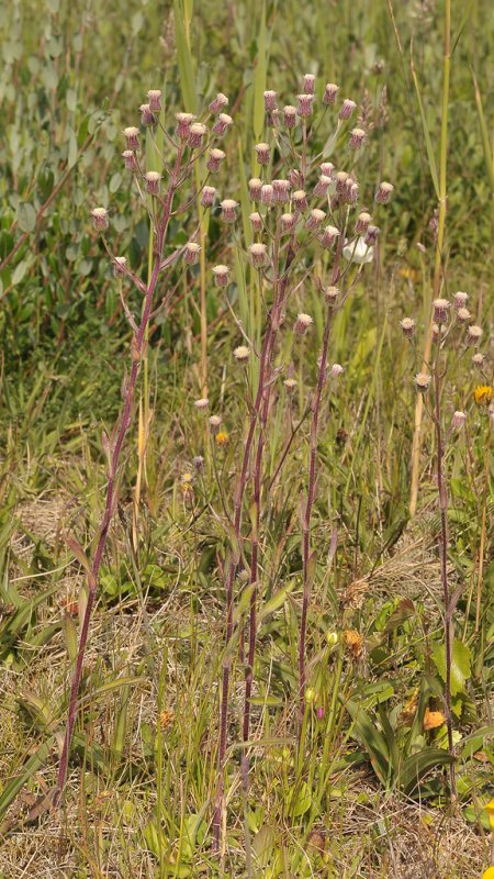Erigeron acer.