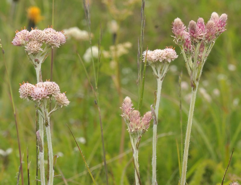 Antennaria dioica. Male and female flowers.