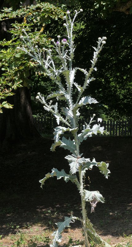 Onopordum acanthium.