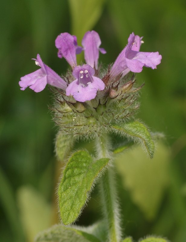 Clinopodium vulgare. Close-up.